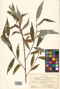 Salix rorida Laksch., Siberia, Russian Far East (S6) (Russia)