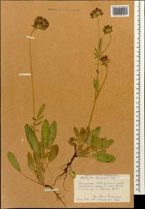 Anthyllis vulneraria subsp. boissieri (Sagorski)Bornm., Caucasus, Dagestan (K2) (Russia)