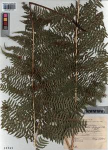 Athyrium filix-femina, Siberia, Altai & Sayany Mountains (S2) (Russia)