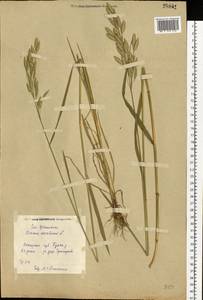 Bromus secalinus L., Eastern Europe, Central forest region (E5) (Russia)