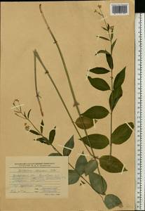 Vincetoxicum hirundinaria subsp. stepposum (Pobed.) Markgr., Eastern Europe, Lower Volga region (E9) (Russia)
