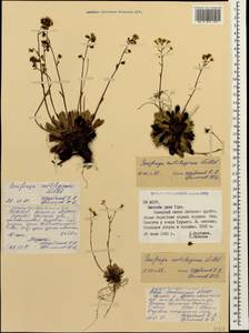 Saxifraga paniculata subsp. cartilaginea (Willd.) D. A. Webb, Caucasus, North Ossetia, Ingushetia & Chechnya (K1c) (Russia)