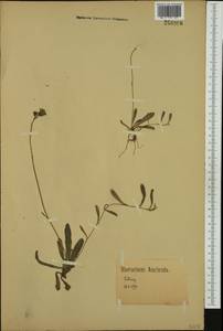 Pilosella floribunda (Wimm. & Grab.) Fr., Western Europe (EUR) (Germany)