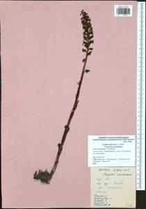 Neottia nidus-avis (L.) Rich., Eastern Europe, Central region (E4) (Russia)