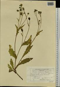 Picris japonica Thunb., Siberia, Central Siberia (S3) (Russia)