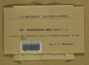 Lewinskya affinis (Brid.) F. Lara, Garilleti & Goffinet, Bryophytes, Bryophytes - Western Europe (BEu) (Finland)