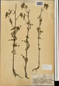 Campanula sibirica subsp. elatior (Fomin) Fed., Caucasus, Azerbaijan (K6) (Azerbaijan)