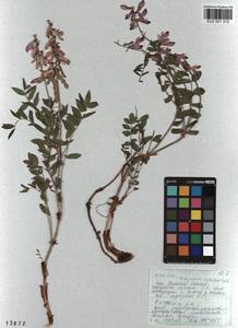 KUZ 001 312, Hedysarum neglectum Ledeb., Siberia, Altai & Sayany Mountains (S2) (Russia)