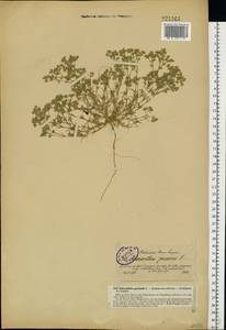 Scleranthus perennis L., Eastern Europe, North-Western region (E2) (Russia)