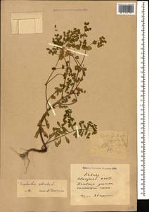 Euphorbia stricta L., Caucasus, Abkhazia (K4a) (Abkhazia)