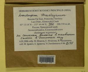 Anoectangium stracheyanum Mitt., Bryophytes, Bryophytes - Russian Far East (excl. Chukotka & Kamchatka) (B20) (Russia)