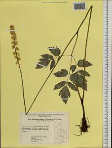 Actaea simplex (DC.) Wormsk. ex Fisch. & C. A. Mey., Siberia, Russian Far East (S6) (Russia)