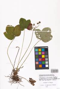 Fragaria ×ananassa (Weston) Rozier, Eastern Europe, Moscow region (E4a) (Russia)