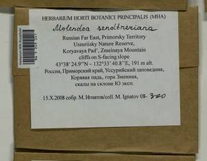 Molendoa sendtneriana (Bruch & Schimp.) Limpr., Bryophytes, Bryophytes - Russian Far East (excl. Chukotka & Kamchatka) (B20) (Russia)