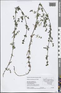 Galium humifusum M.Bieb., Eastern Europe, Central region (E4) (Russia)