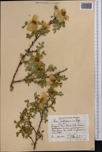 Rosa webbiana Wall., Middle Asia, Western Tian Shan & Karatau (M3) (Uzbekistan)