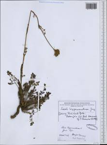 Hippomarathrum vulgare Röhl. ex DC., Western Europe (EUR) (Germany)