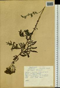 Tanacetum vulgare subsp. vulgare, Siberia, Yakutia (S5) (Russia)