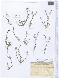 Arenaria serpyllifolia L., Middle Asia, Pamir & Pamiro-Alai (M2) (Tajikistan)