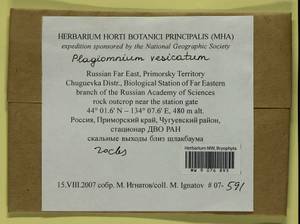 Plagiomnium vesicatum (Besch.) T.J. Kop., Bryophytes, Bryophytes - Russian Far East (excl. Chukotka & Kamchatka) (B20) (Russia)
