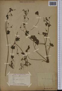 Geranium pyrenaicum Burm. f., Western Europe (EUR) (Belgium)