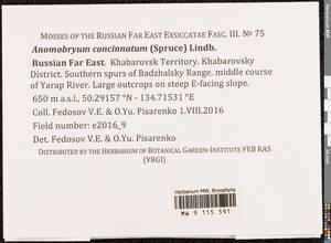 Anomobryum concinnatum (Spruce) A. Jaeger, Bryophytes, Bryophytes - Russian Far East (excl. Chukotka & Kamchatka) (B20) (Russia)