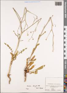Brassica elongata subsp. integrifolia (Boiss.) Breistr., Eastern Europe, Rostov Oblast (E12a) (Russia)