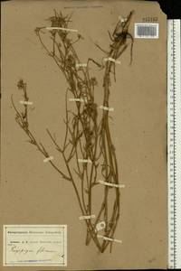 Tragopogon podolicus Besser ex DC., Eastern Europe, Central forest-and-steppe region (E6) (Russia)