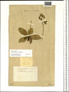 Crepis praemorsa (L.) Tausch, Siberia, Central Siberia (S3) (Russia)