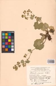 Alchemilla propinqua H. Lindb. ex Juz., Eastern Europe, Moscow region (E4a) (Russia)