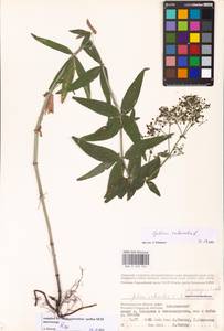 Galium rubioides L., Eastern Europe, Lower Volga region (E9) (Russia)