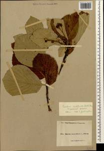 Sorbus subfusca (Ledeb. ex Nordm.) Boiss., Caucasus, Black Sea Shore (from Novorossiysk to Adler) (K3) (Russia)