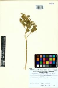 Phlojodicarpus villosus (Turcz. ex Fisch. & C. A. Mey.) Turcz. ex Ledeb., Siberia, Baikal & Transbaikal region (S4) (Russia)