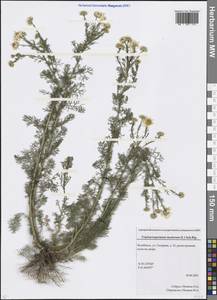 Tripleurospermum inodorum (L.) Sch.-Bip, Eastern Europe, Eastern region (E10) (Russia)