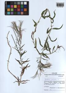 Epilobium palustre L., Siberia, Altai & Sayany Mountains (S2) (Russia)