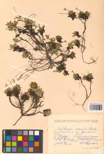 Micranthes merkii subsp. merkii, Siberia, Russian Far East (S6) (Russia)
