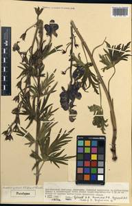Aconitum gubanovii Luferov & Vorosch., Mongolia (MONG) (Mongolia)