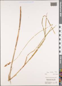 Carex disticha Huds., Eastern Europe, Central forest-and-steppe region (E6) (Russia)