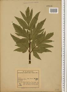 Angelica archangelica L., Eastern Europe, Northern region (E1) (Russia)