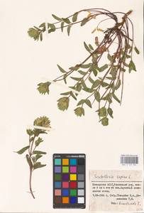 MHA 0 155 504, Scutellaria supina L., Eastern Europe, Eastern region (E10) (Russia)