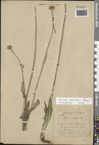 Jurinea mollis (L.) Rchb., Eastern Europe, Central forest-and-steppe region (E6) (Russia)