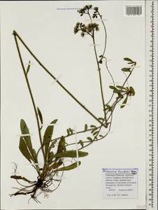 Pilosella leptophyton subsp. leptophyton, Caucasus, Stavropol Krai, Karachay-Cherkessia & Kabardino-Balkaria (K1b) (Russia)