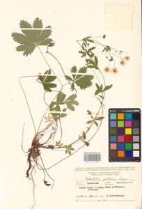 Potentilla thuringiaca Bernh. ex Link, Eastern Europe, Central forest-and-steppe region (E6) (Russia)