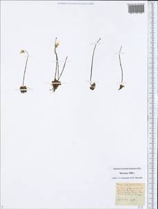 Pinguicula spathulata Ledeb., Siberia, Chukotka & Kamchatka (S7) (Russia)