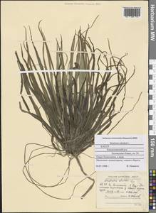Stratiotes aloides L., Eastern Europe, Northern region (E1) (Russia)
