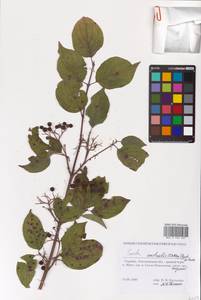 Cornus sanguinea L., Eastern Europe, South Ukrainian region (E12) (Ukraine)