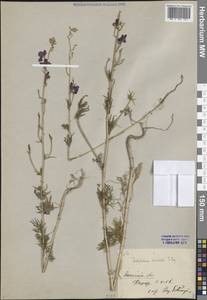 Delphinium ajacis L., Middle Asia, Kopet Dag, Badkhyz, Small & Great Balkhan (M1) (Turkmenistan)
