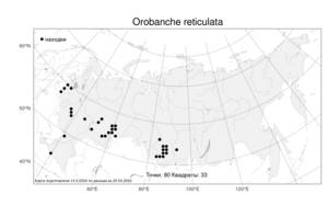 Orobanche reticulata Wallr., Atlas of the Russian Flora (FLORUS) (Russia)