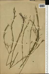 Brassica nigra (L.) W.D.J.Koch, Eastern Europe, Moscow region (E4a) (Russia)