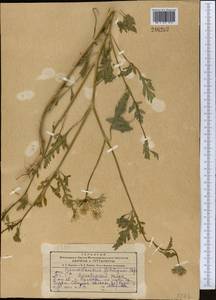 Eremodaucus lehmannii Bunge, Middle Asia, Kopet Dag, Badkhyz, Small & Great Balkhan (M1) (Turkmenistan)